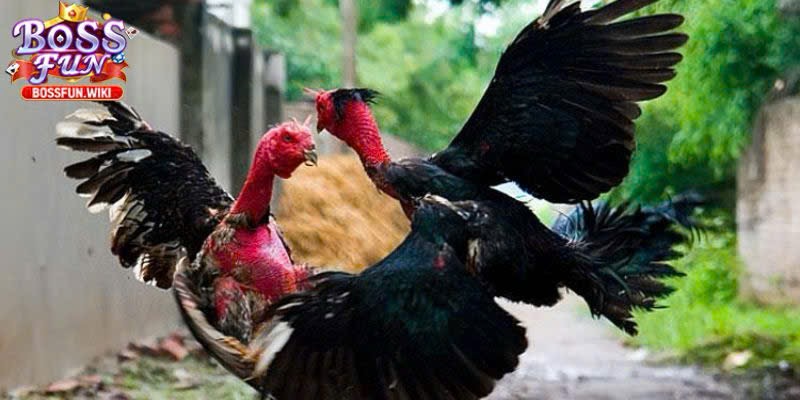 Nắm vững cách chơi đơn giản và hiệu quả nhất