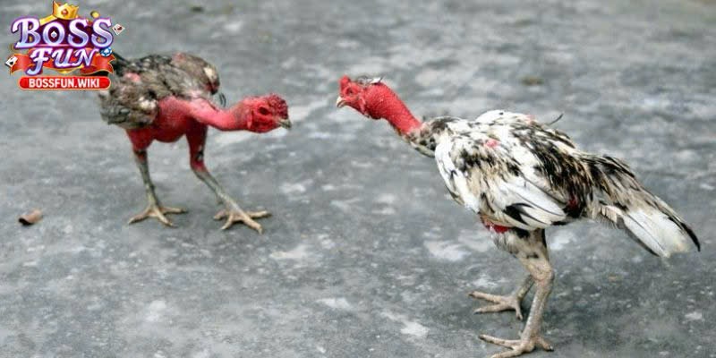 Bí quyết chiến đấu đỉnh cao từ các chuyên gia