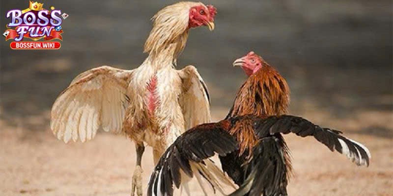 Nhà cái đỉnh cao, chất lượng hàng đầu hiện nay