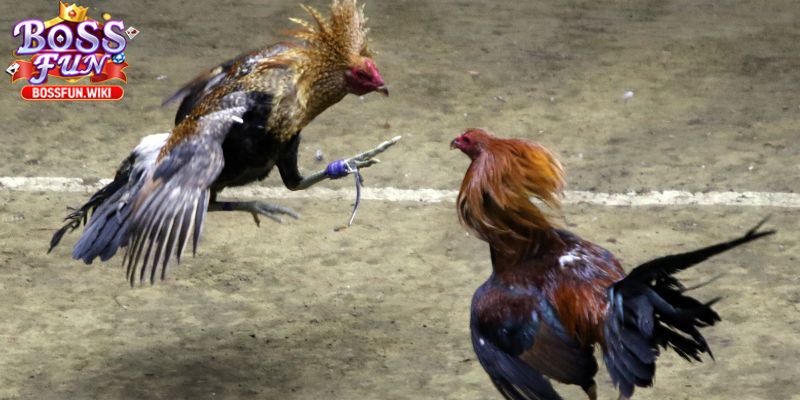 Khái quát đôi nét về trò chơi dân gian đặc biệt