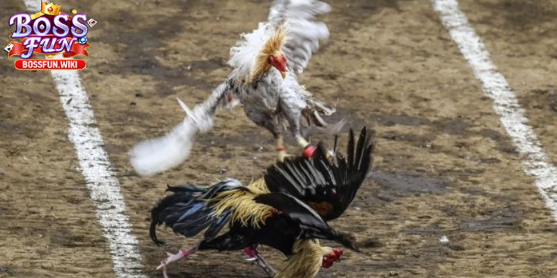 Cách chơi đơn giản và hiệu quả cực kỳ cao