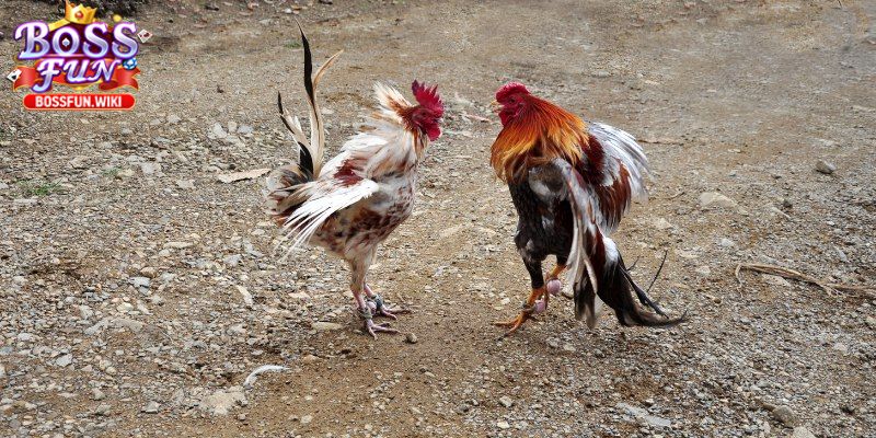 Bí quyết thắng lớn từ các chuyên gia hàng đầu