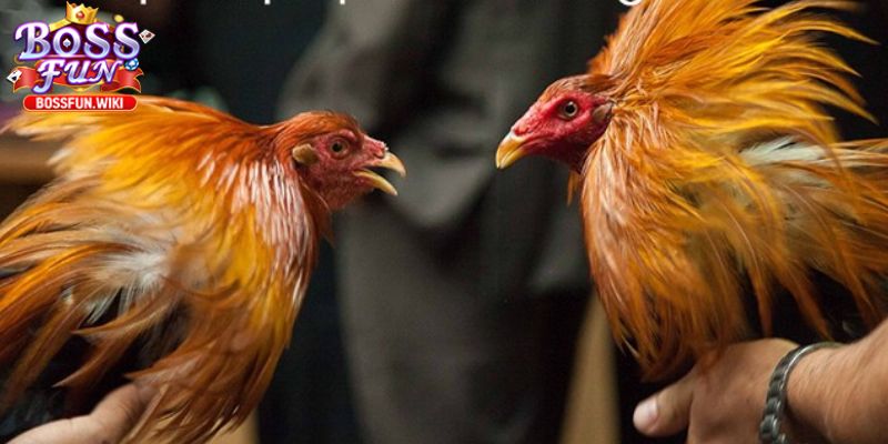 Sảnh Đá Gà BossFun – Đấu Trường Đỉnh Cao Cho Cao Thủ 3 Ưu đãi hấp dẫn và phần thưởng lớn đang chờ đón bạn